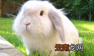 怎样养宠物兔 养宠物兔方法