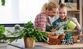 家里哪些花不能养 什么花不能在家养