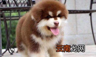 幼犬戒奶方法 狗主人应该这样做