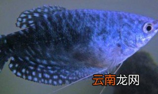 蓝曼龙鱼养殖方法 蓝曼龙鱼怎么养