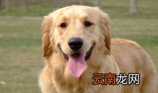 金毛狗养殖方法 养金毛的方法