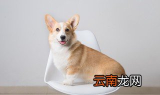 狗狗名字英文公简单 霸气简单的公狗狗英文名字