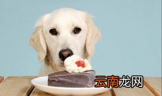 狗狗都能喝什么 狗狗都能喝什么呢