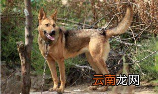 养狼狗方法 怎样养狼狗