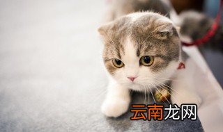 猫咪胡子被剪了会怎样 胡子被剪掉对猫咪有哪些影响