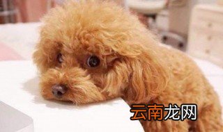 泰迪怎么驱虫 给泰迪驱虫的方法