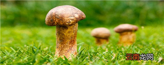 日常食用菌种类