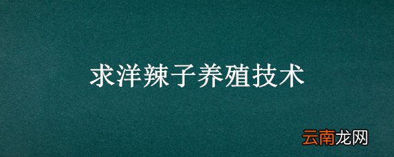 求洋辣子养殖技术