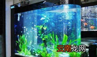鱼缸缸底垃圾小技巧 鱼缸底部的垃圾怎么清理