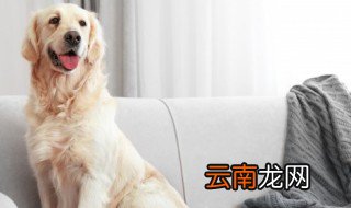 牧羊犬怎样训练 牧羊犬的训练方法