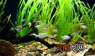 鳑鲏鱼的养殖方法 鳑鲏鱼怎么养