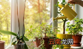 家中适合摆放哪些植物?该如何摆放? 家中适合摆放什么植物如何摆放