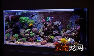 淡水鱼打氧气不起泡处理方法 鱼缸中怎样打氧不起泡怎么办