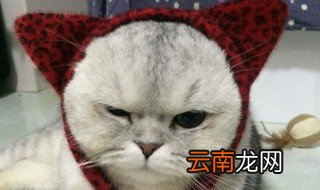 适合铲屎官发的句子 适合铲屎官发的句子介绍