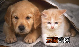 金毛半夜叫怎么解决 金毛半夜叫如何解决