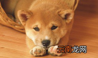 狗粮正确食用方法 怎么正确喂狗粮