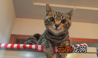 猫饭可以代替猫粮吗 猫饭和猫粮哪个好