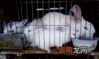 兔子养殖怎么养才成功 兔子怎么养殖