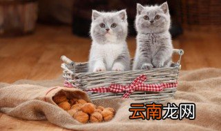 屋有猫虱用什么方法可以消除 消除猫虱的方法