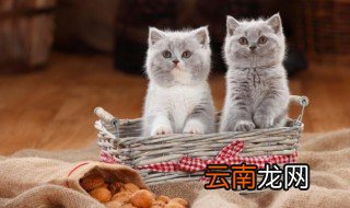 猫粮怎么保鲜 如何保存猫粮