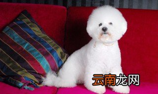 养比熊犬的注意事项 养比熊的注意事项有哪些