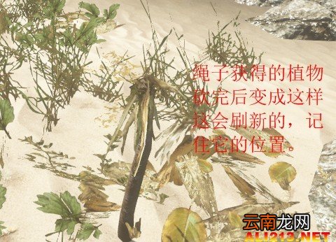 《荒岛求生》游戏生存图文教程攻略 新手注意事项及技巧解析