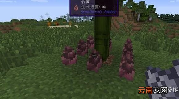 我的世界竹子怎么种 我的世界竹子种植方法一览