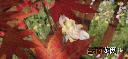 天涯明月刀手游圣绣袭光怎么获得 天涯明月刀手游圣绣袭光获取方法