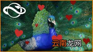 动物园之星有什么代码 动物园之星游戏趣味秘籍分享