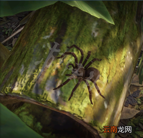动物园之星动物有什么 动物园之星全动物图鉴 土豚