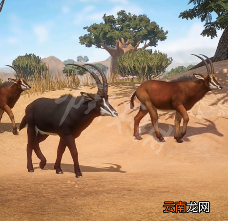 动物园之星动物有什么 动物园之星全动物图鉴 土豚