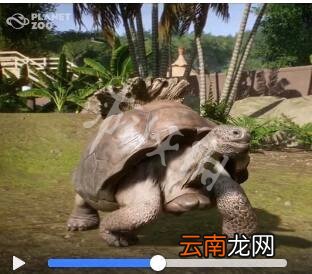 动物园之星动物有哪些 动物园之星物种一览 非洲草原象