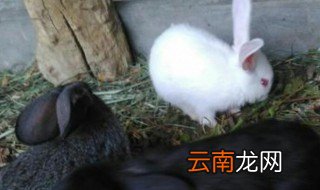 野兔怎么养 野兔的养殖方法