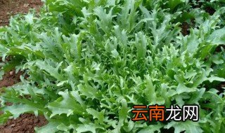菊苣怎么吃 菊苣的吃法