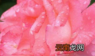 粉色有几种颜色和叫法 粉色的介绍