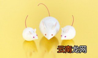 如何驱赶家里的老鼠 家里的老鼠怎么驱赶