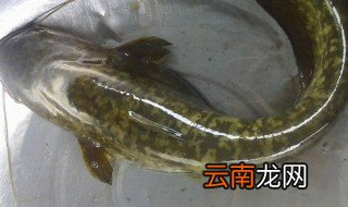 鲶鱼的养殖方法和技术 鲶鱼的养殖方法和技术是怎样的