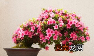 怎么养杜鹃 如何养杜鹃