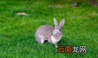 兔子怎么叫的 兔子会叫吗