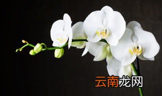 兰花浇水方法 兰花怎么浇水
