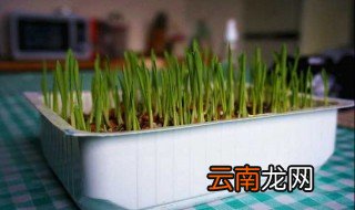 猫草怎么种植方法 猫草怎么种