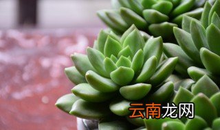 多肉浇水的正确方法 多肉浇水怎么浇水最合适