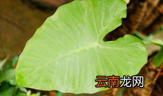 滴水观音浇水方法如下 如何给滴水观音浇水