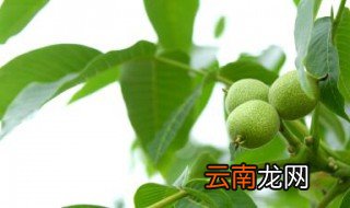 核桃树苗种植方法 核桃树苗怎么种
