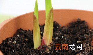 唐菖蒲种球种植方法 如何种植唐菖蒲