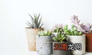 多肉夏天怎么养 夏天怎么养多肉