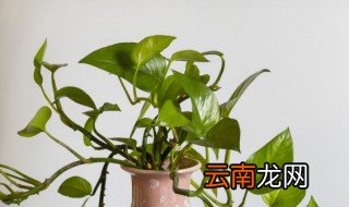 绿箩怎么养 绿箩的养殖方法