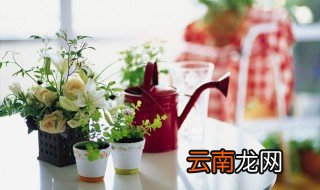 99种浪漫花语 99种浪漫花语有哪些