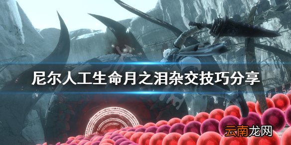 尼尔人工生命月之泪杂交技巧分享 尼尔人工生命月之泪怎么种