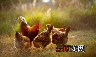 土鸡养殖冬天注意什么 土鸡养殖冬天注意